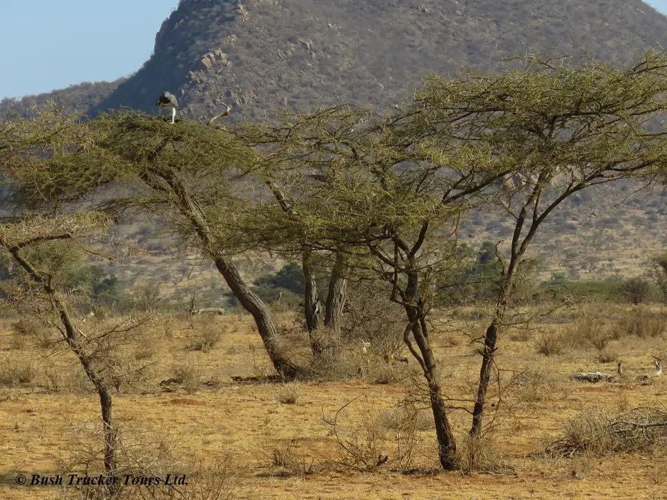 MartialEagle3.jpg