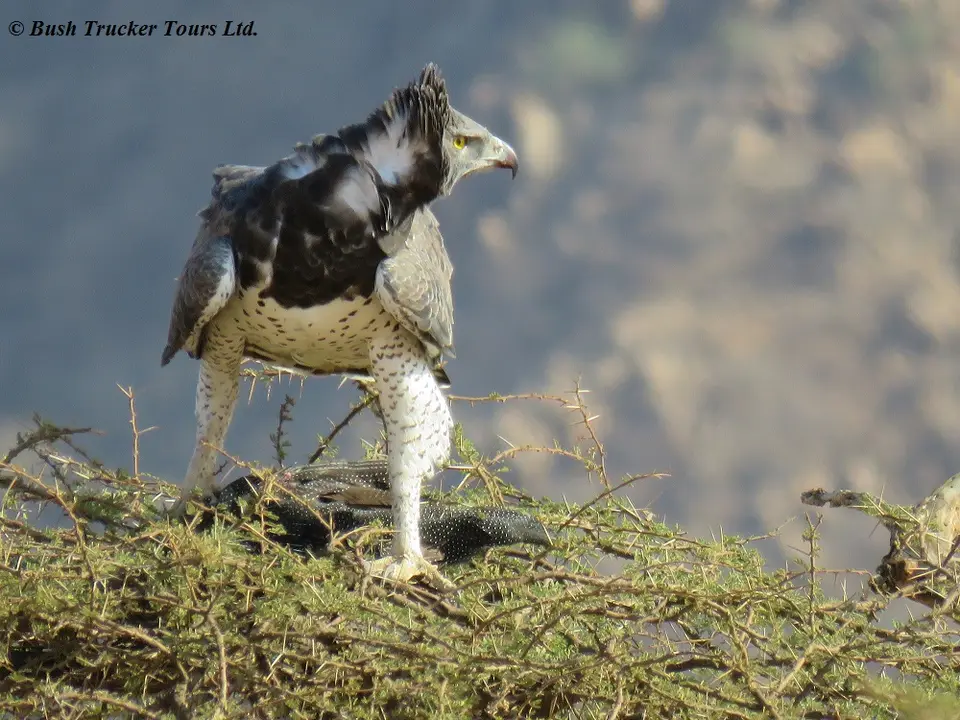 MartialEagle5.jpg