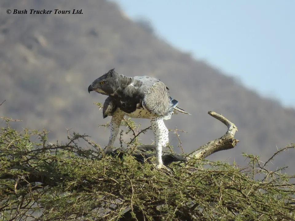 MartialEagle9.jpg