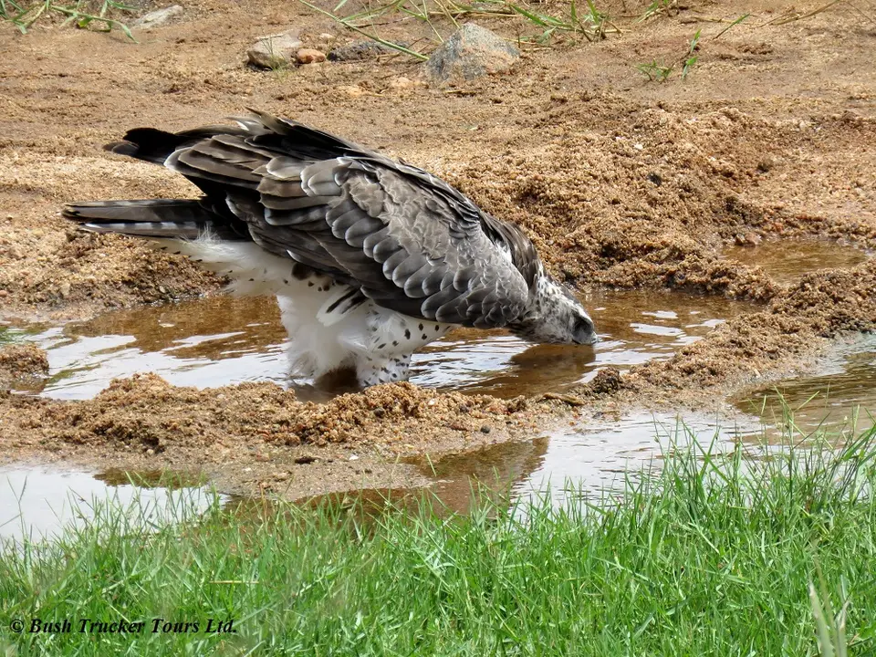 MartialEagledrinking1.jpg