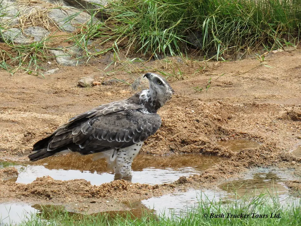 MartialEagledrinking2.jpg
