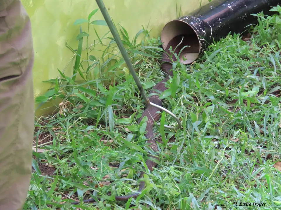 MaryCobra1.jpg