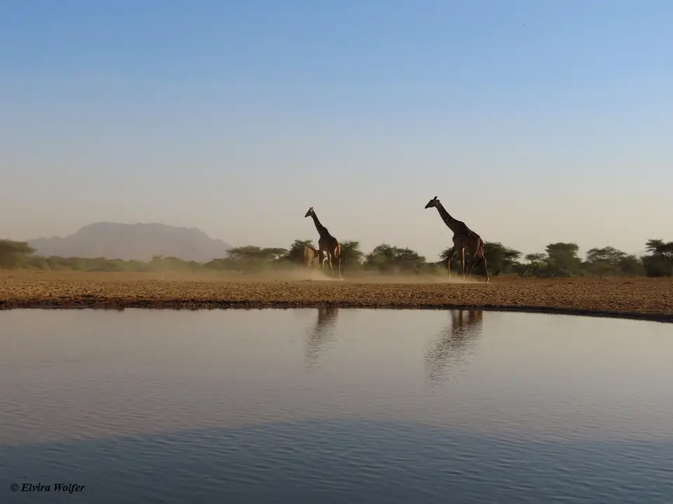 MasaiGiraffes1.jpg