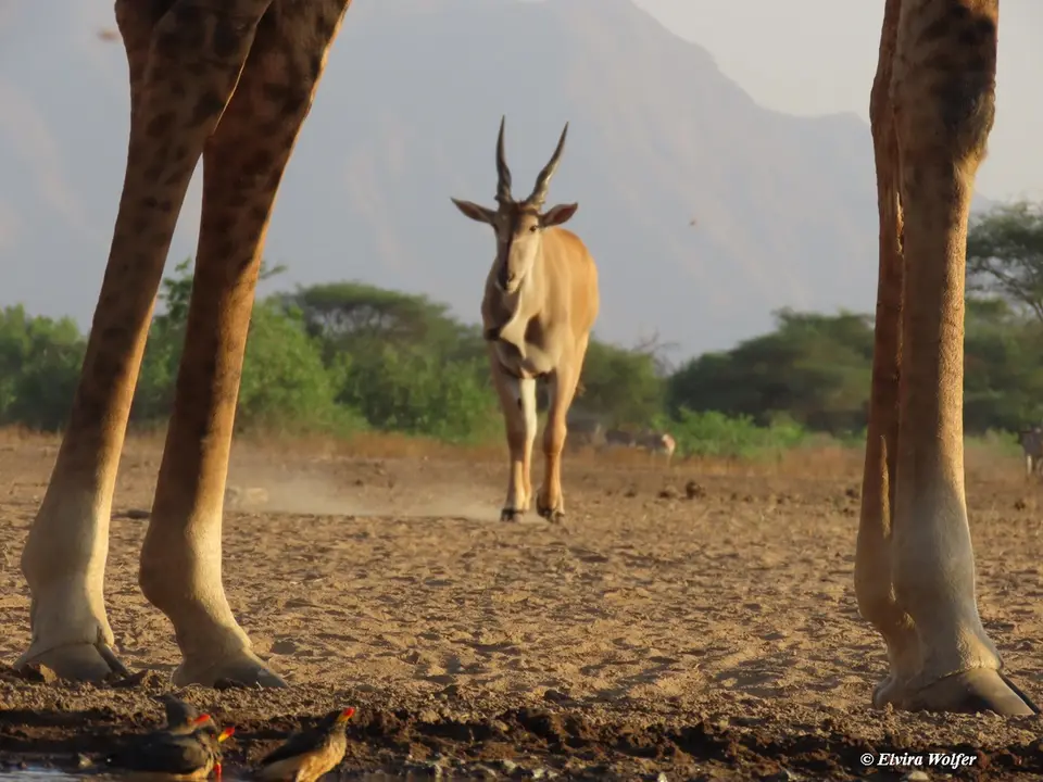 MasaiGiraffes10Eland.jpg