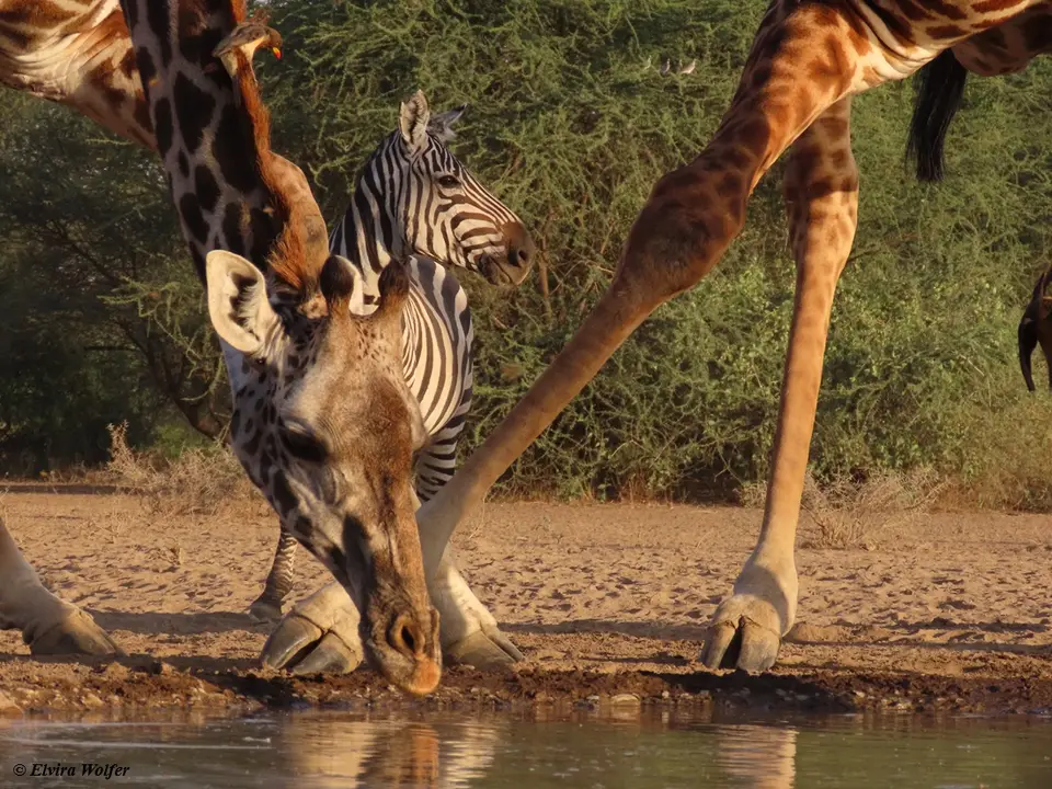 MasaiGiraffes11Zebra.jpg