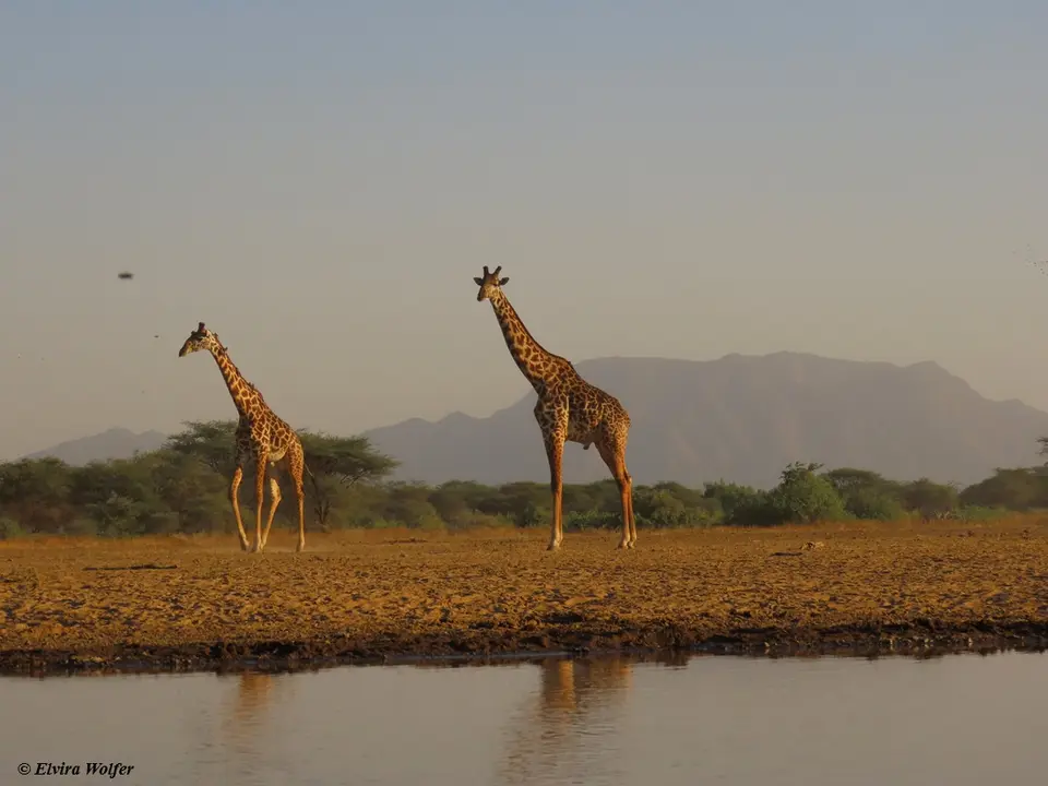 MasaiGiraffes2.jpg