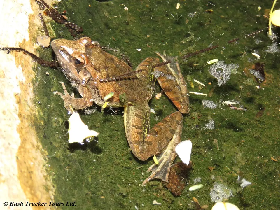 MascareneRocketFrog.jpg