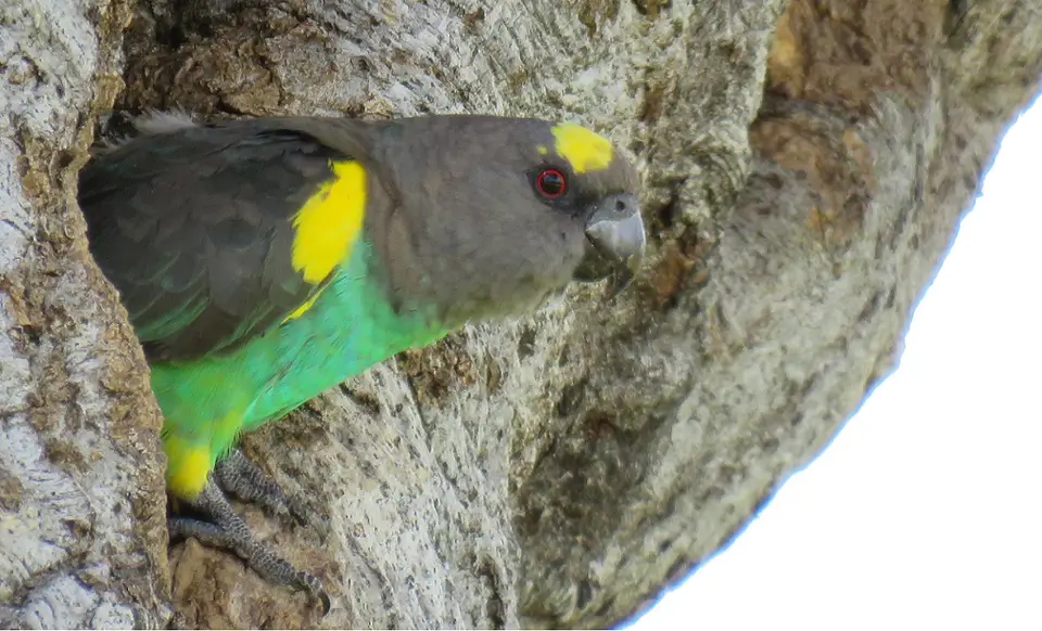 Meyer'sParrot-Poicephalusmeyerisaturatus.jpg