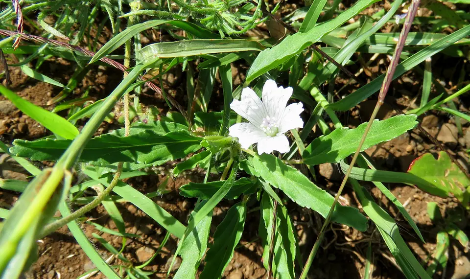 Monsoniaangustifolia.png
