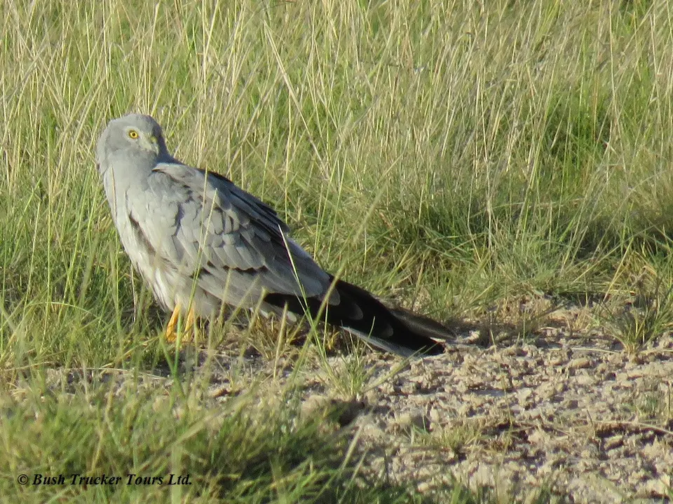 Montagu'sHarrier.jpg