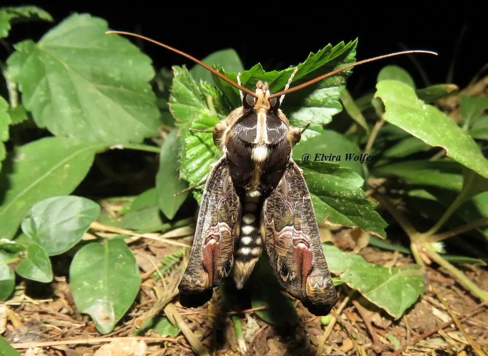 Moth.jpg