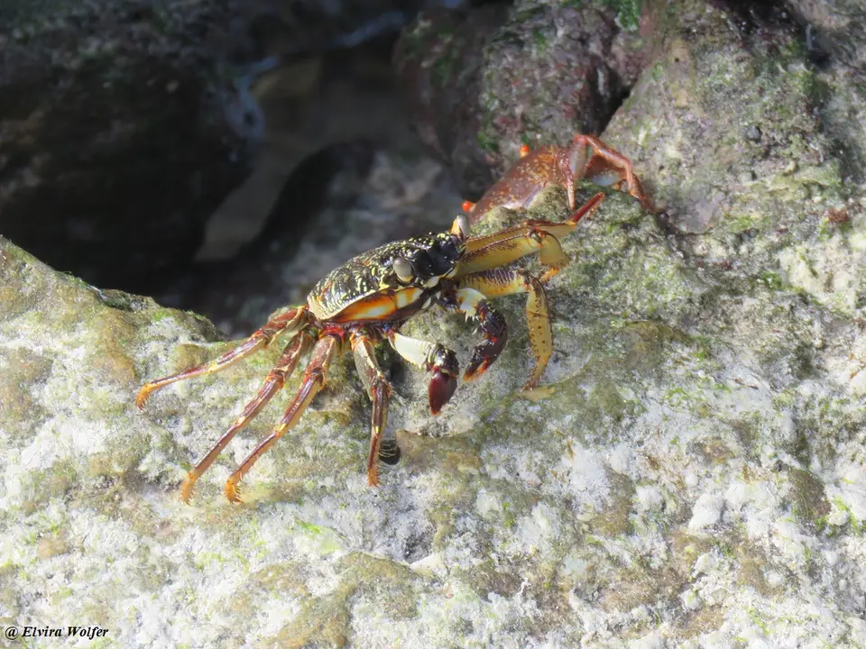 MottledCrab.jpg