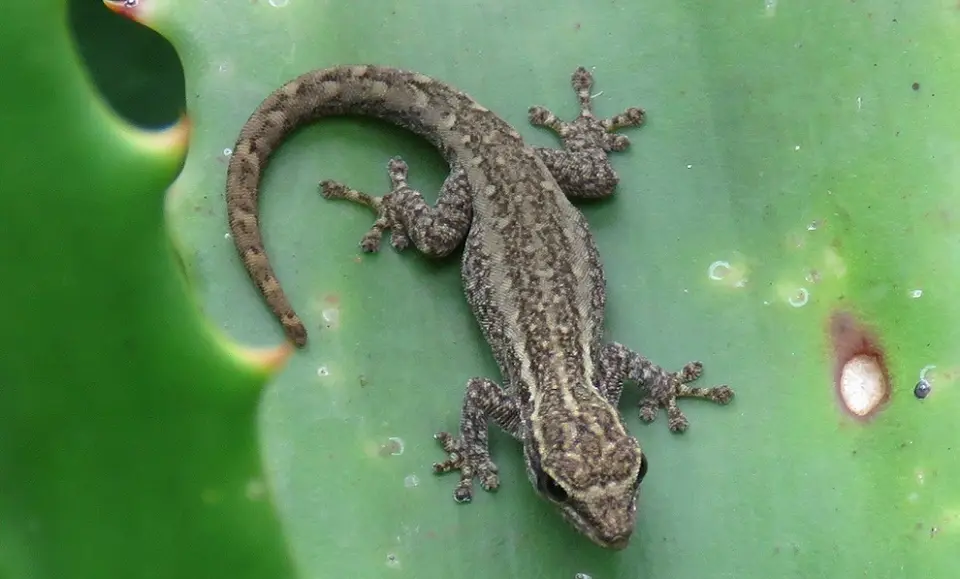 MountKenyaDwarfGecko.jpg