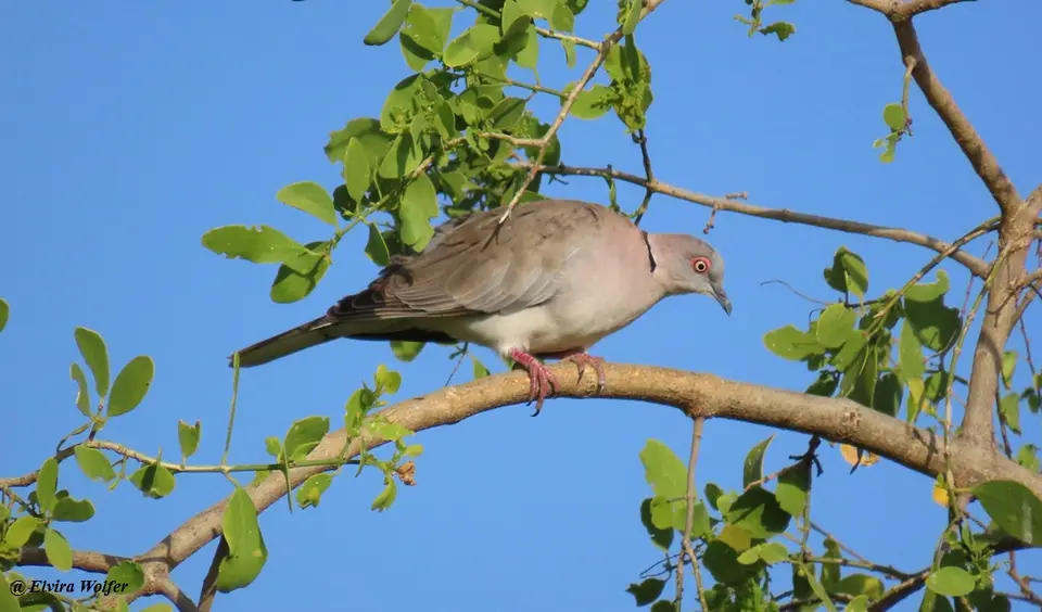 MourningDove.jpg