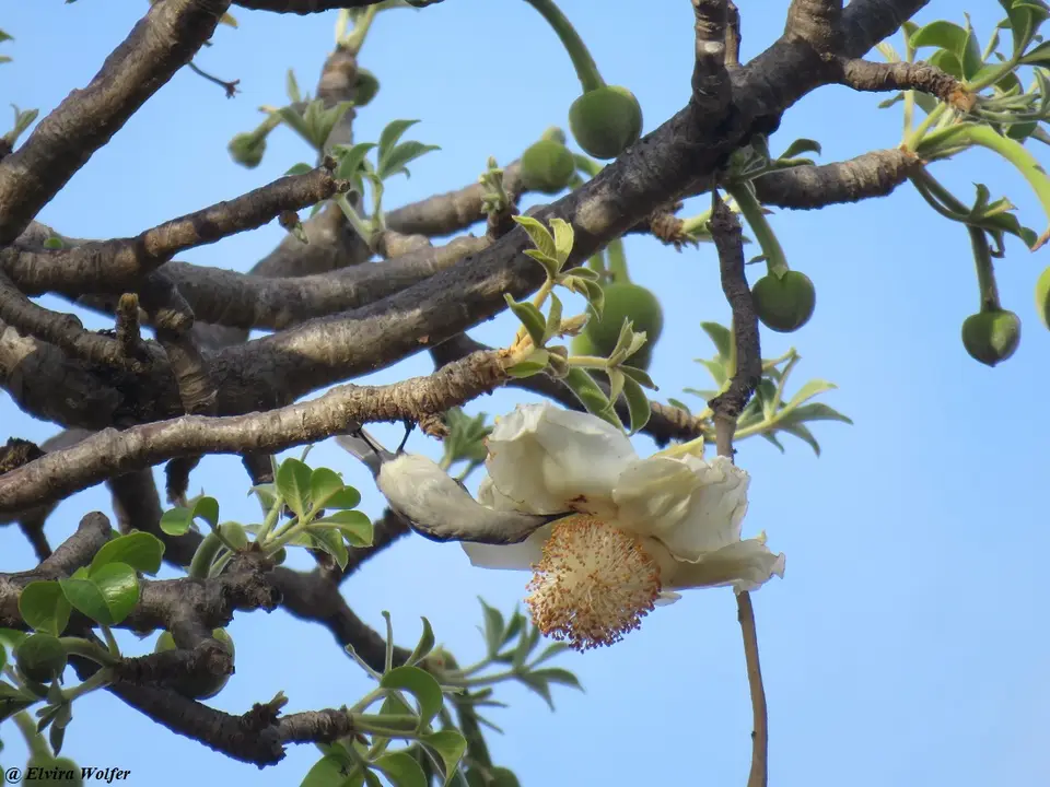 Mouse-colouredSunbirdBaobab.jpg