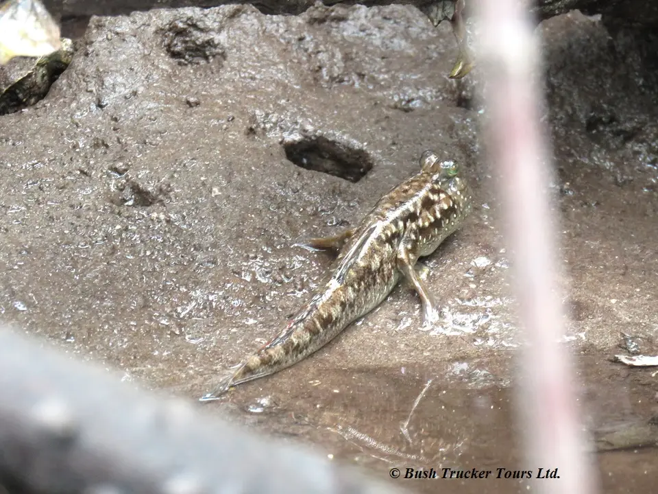 Mudskipper3.jpg