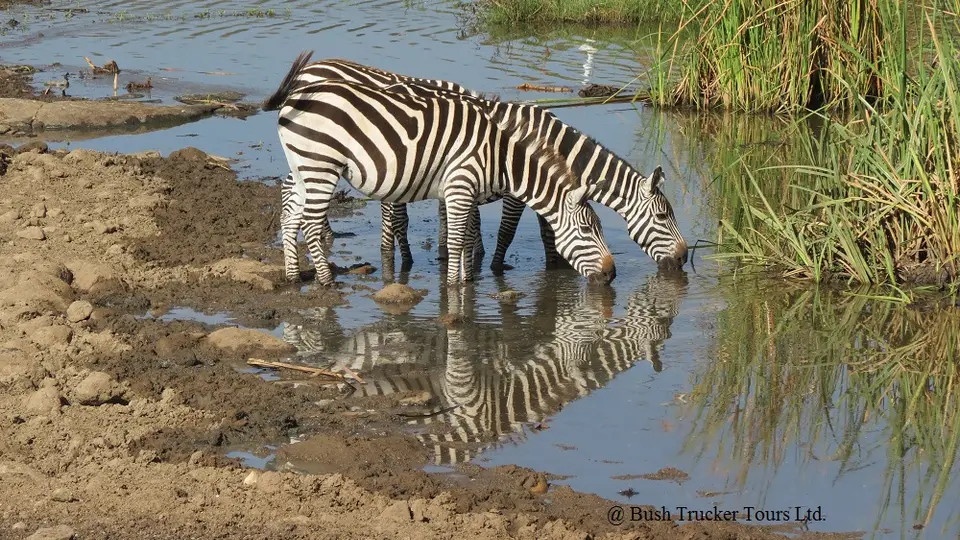 NNP5Zebra2drinking.jpg