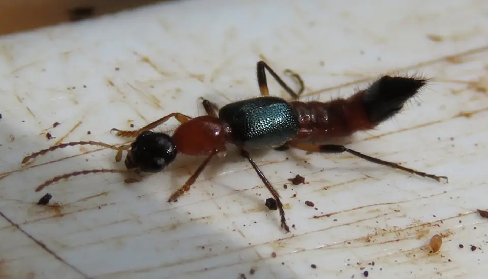 Nairobifly-Paederuseximius.jpg