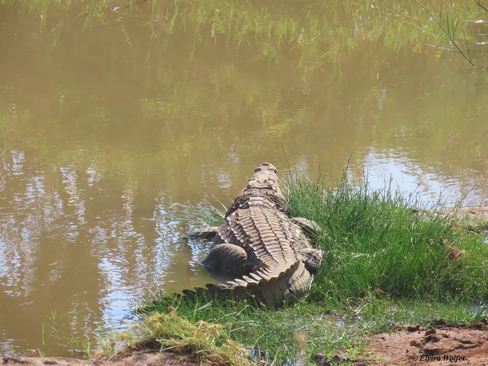 NileCrocodile.jpg