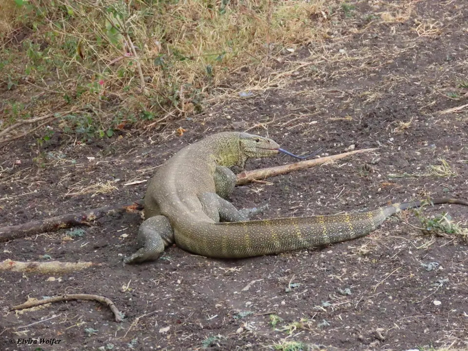 NileMonitor1-2.jpg