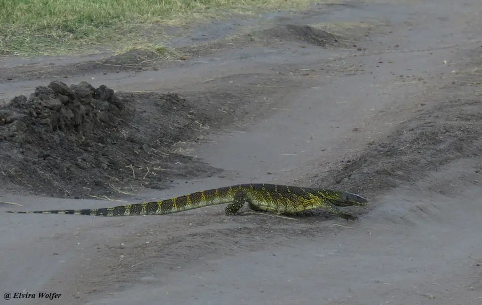 NileMonitor1.jpg