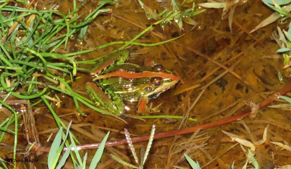 NileRocketFrogbrown.jpg
