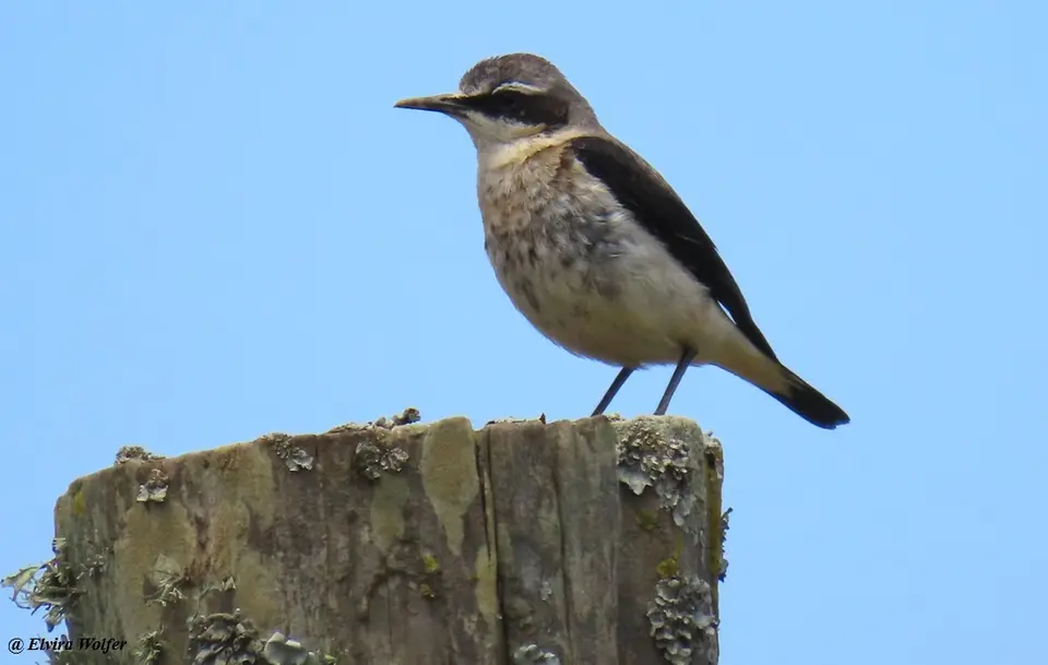 NorhernWheatear.jpg