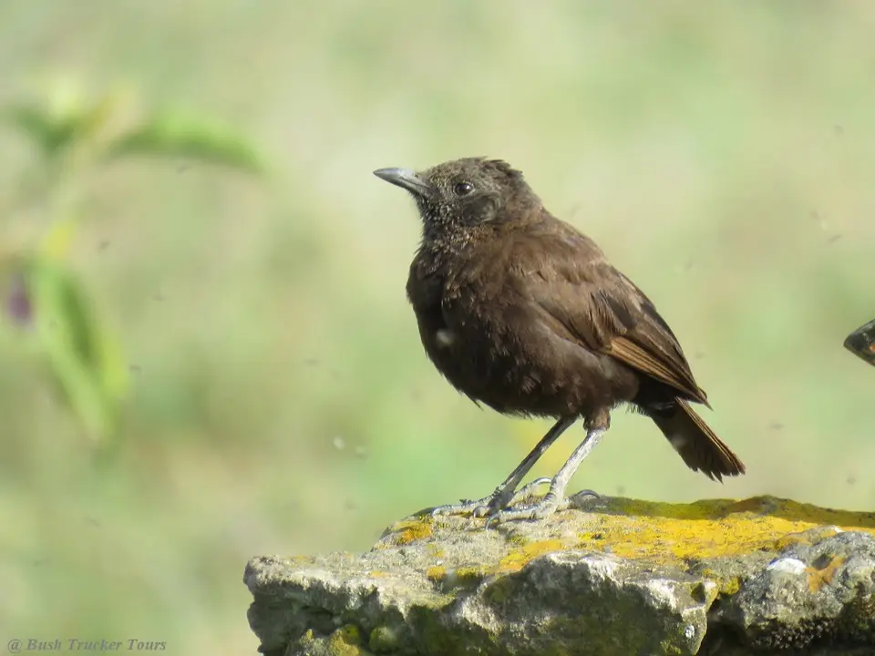 NorthernAnteaterChat-Myrmecocichlaaethiopscryptoleuca.jpg