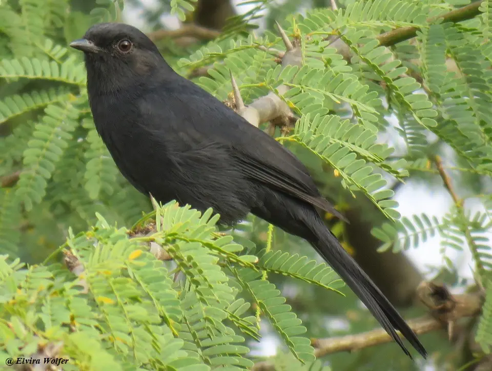 NorthernBlackFlycatcher.jpg