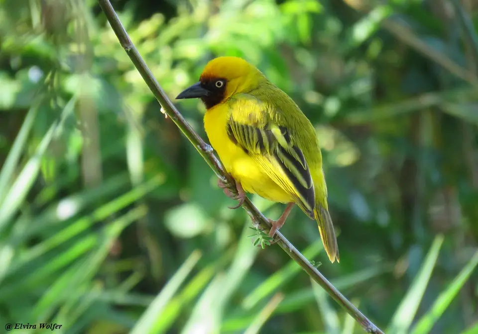 NorthernBrown-throatedWeaver1.jpg