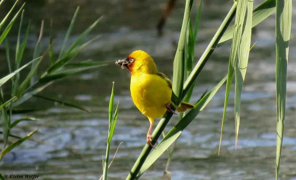 NorthernBrown-throatedWeaver2.jpg