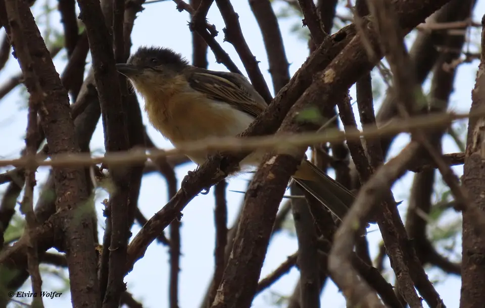 NorthernBrownbul.jpg