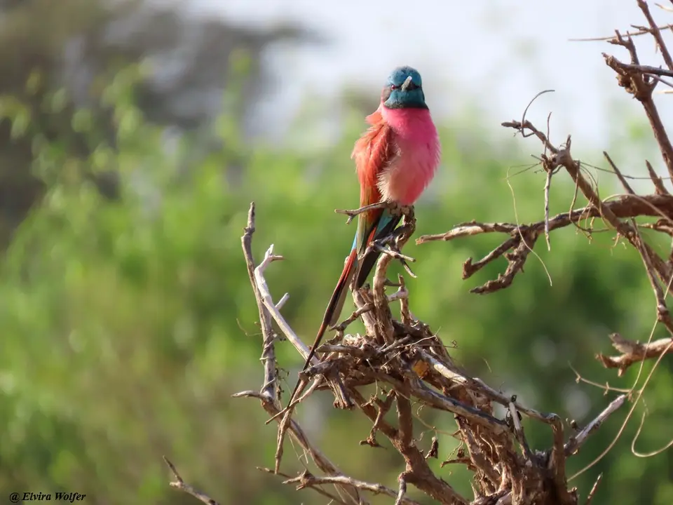 NorthernCarmineBee-eater-2-3.jpg