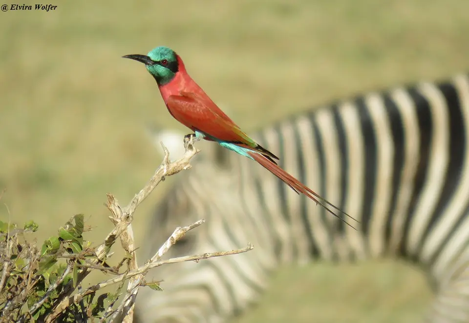 NorthernCarmineBee-eater-2.jpg
