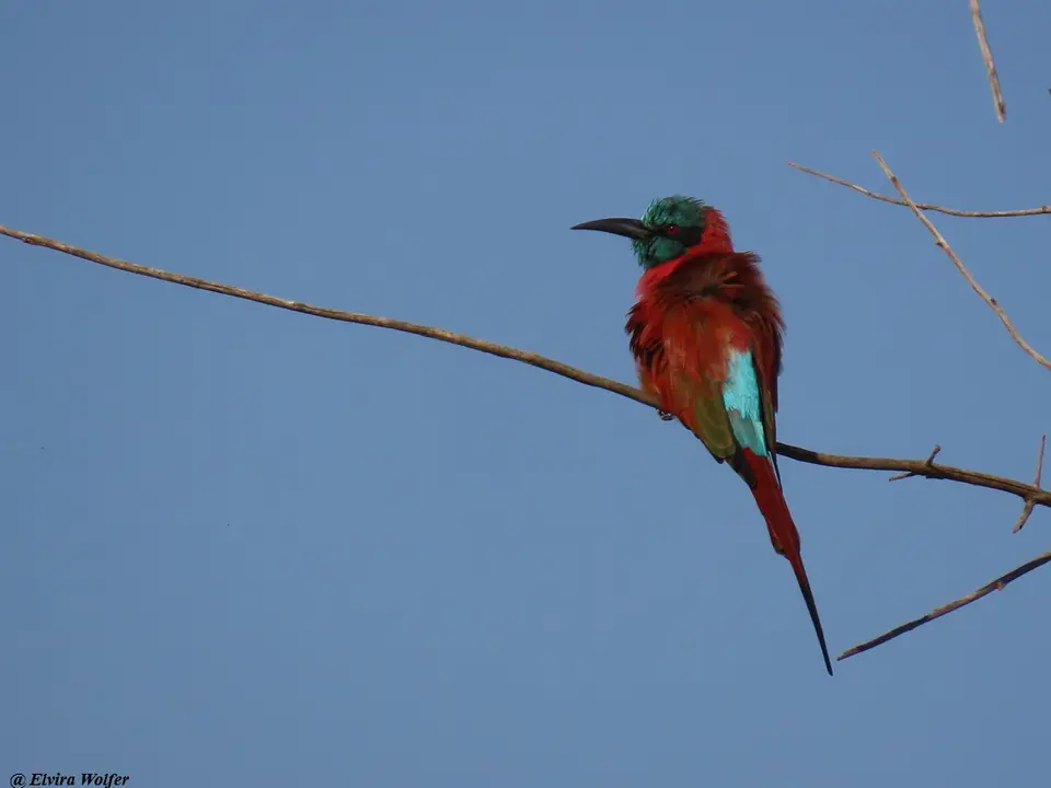 NorthernCarmineBee-eater2.jpg