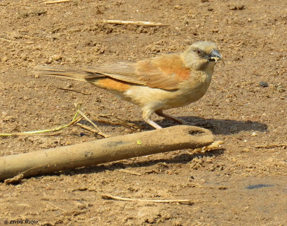 NorthernGrey-headedSparrow.jpg