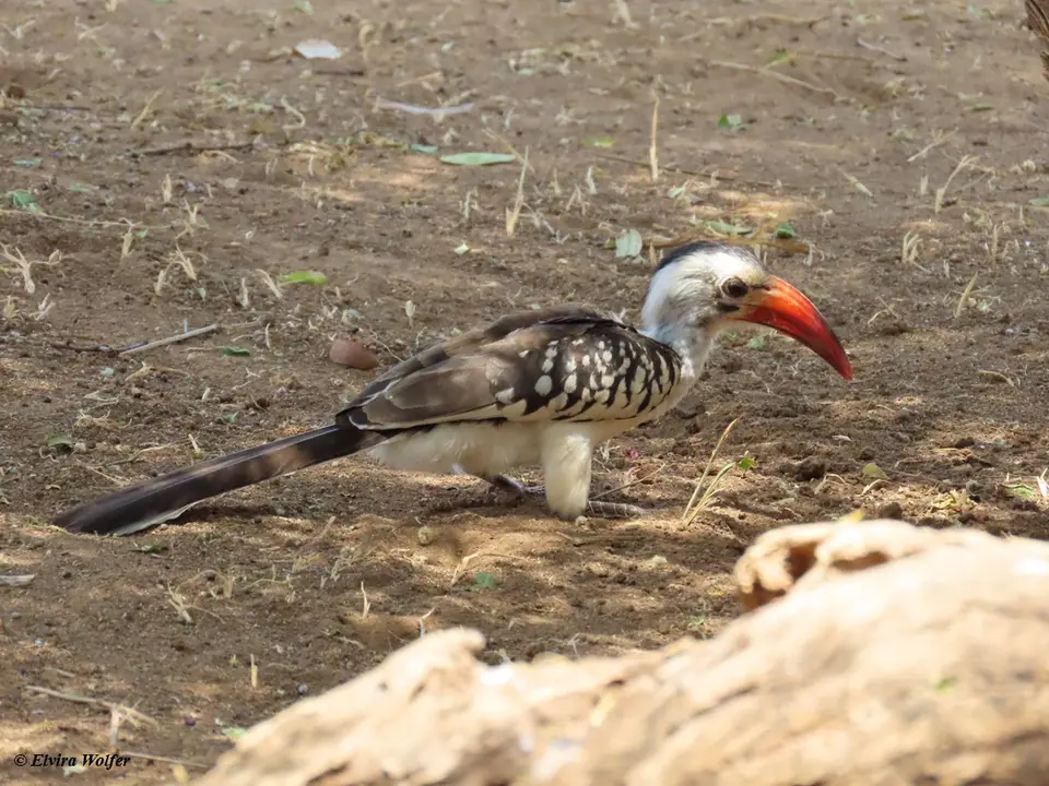 NorthernRed-billedHornbill1.jpg
