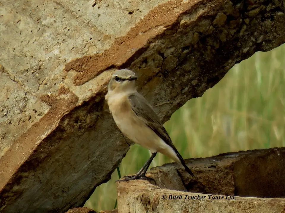 NorthernWheatearfemale.jpg