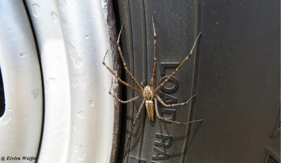 Nursery-webSpider.jpg