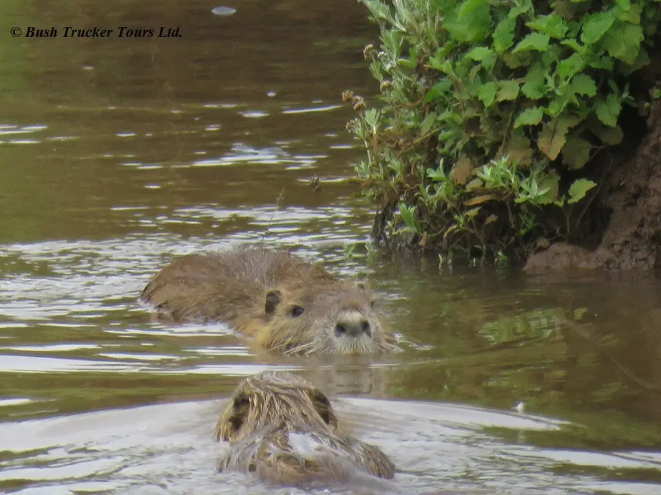 Nutria.jpg