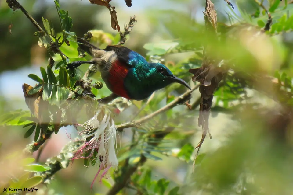 Olive-belliedSunbird.jpg