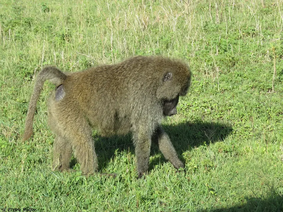 OliveBaboon.jpg