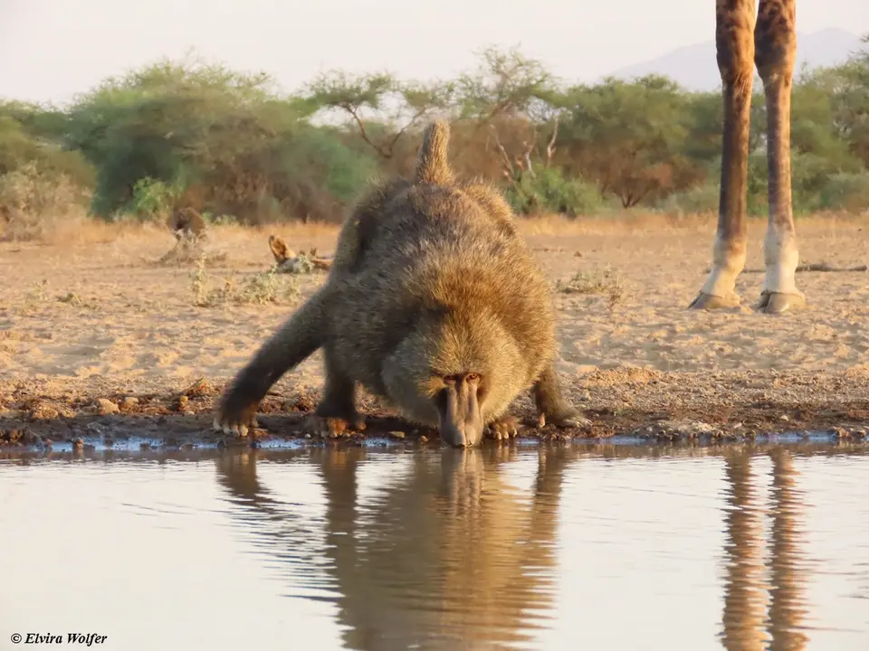 OliveBaboon1.jpg