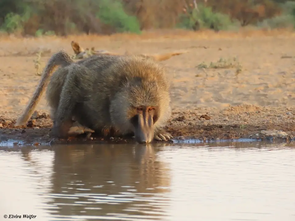 OliveBaboon2.jpg