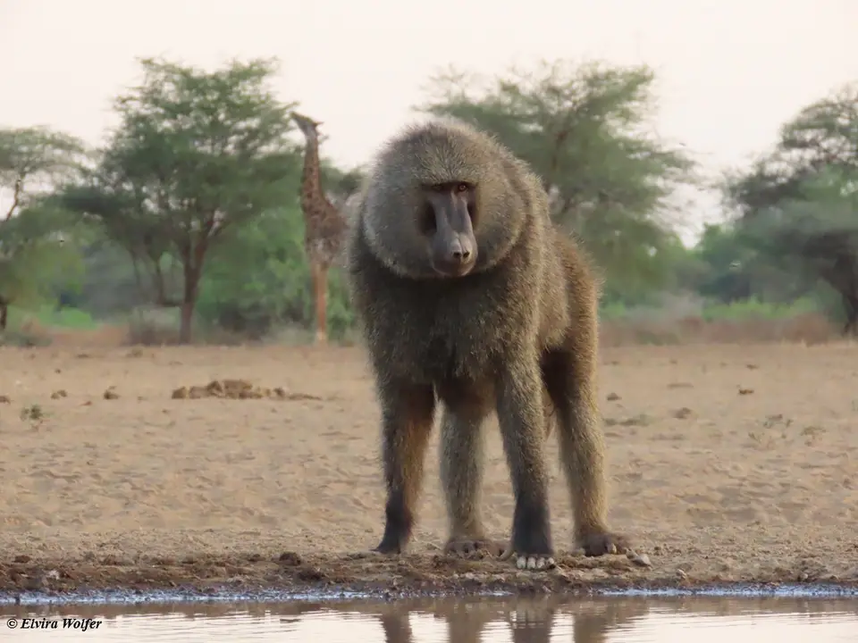 OliveBaboon4.jpg