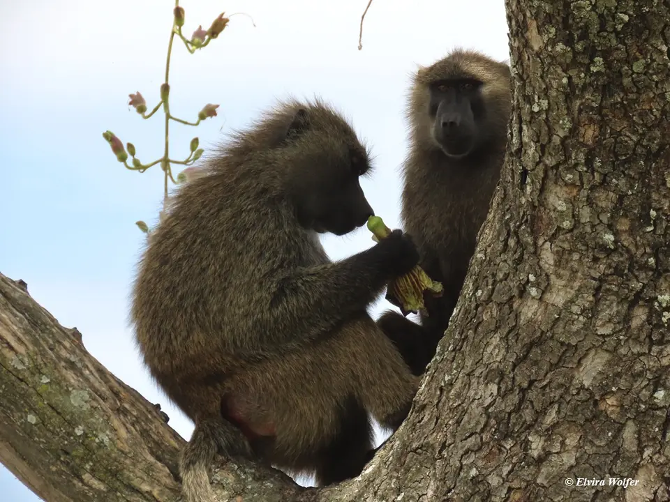 OliveBaboonSausageTree.jpg