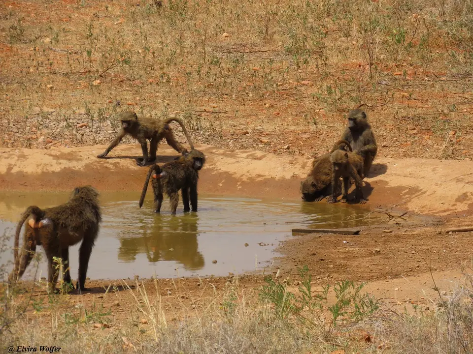 OliveBaboonsatwaterhole.jpg
