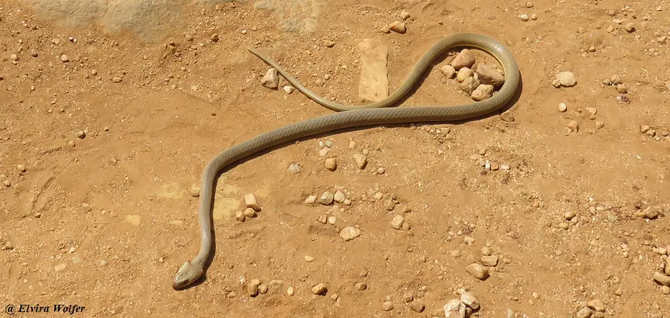 OliveSandsnake.jpg