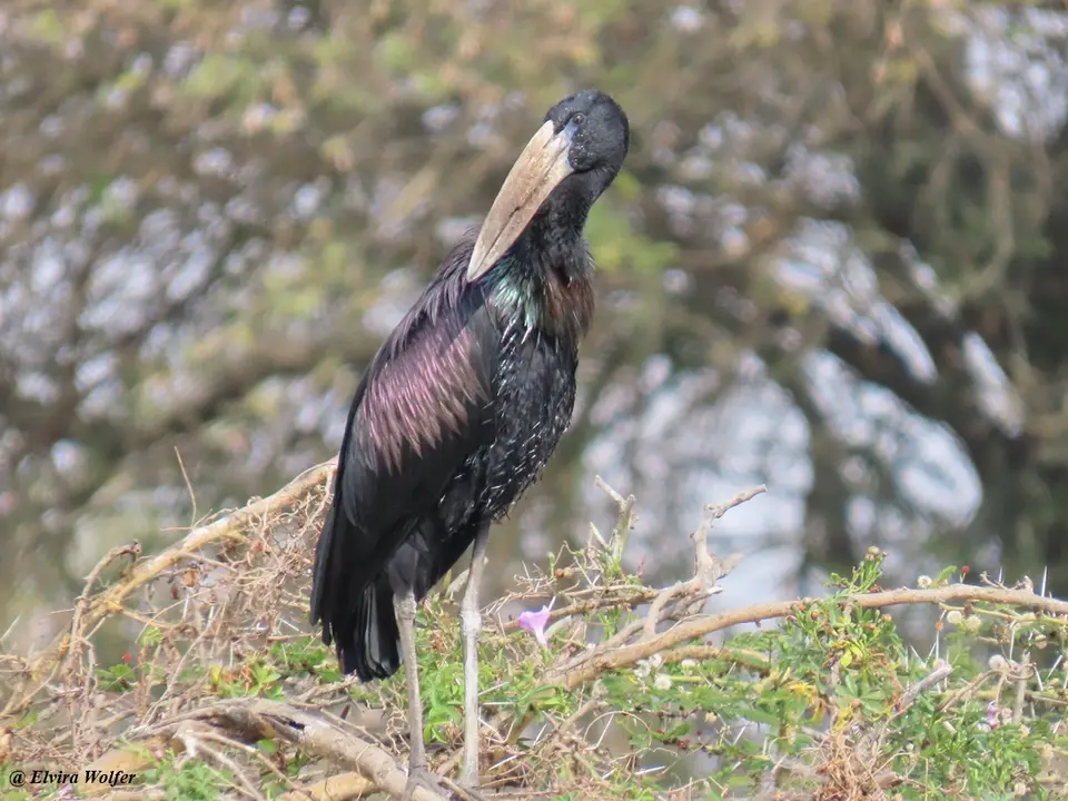 Open-billedStork2.jpg