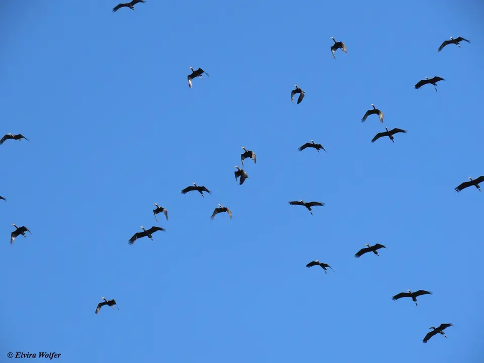 Open-billedStorkflying1.jpg